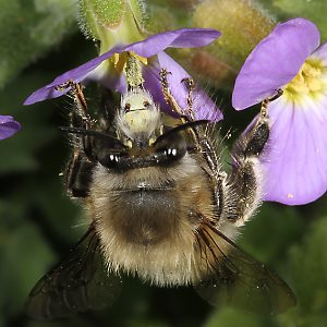 Anthophora plumipes, M an Blaukissen (6) Anthophora plumipes, M an Blaukissen (6)