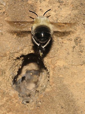 Anthophora plumipes, W fliegend vor Nest Anthophora plumipes, W fliegend vor Nest