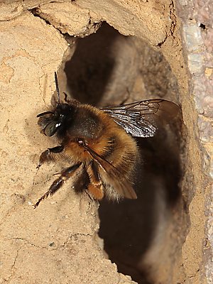 Anthophora plumipes, W am Nesteingang Anthophora plumipes, W am Nesteingang