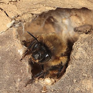 Anthophora plumipes: Weibchen in Nesteingang Anthophora plumipes: Weibchen in Nesteingang