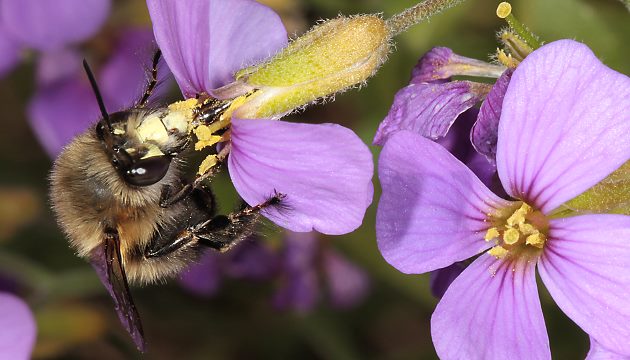 Anthophora plumipes, M an Blaukissen Anthophora plumipes, M an Blaukissen