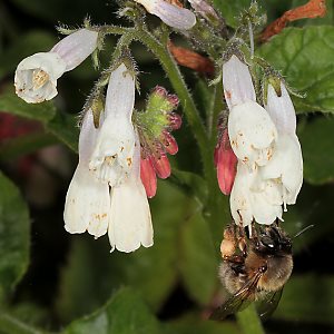 Anthophora plumipes, W Anthophora plumipes, W