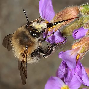 Anthophora plumipes, M an Blaukissen (7) Anthophora plumipes, M an Blaukissen (7)