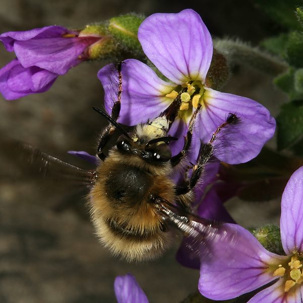 Anthophora plumipes, M an Blaukissen