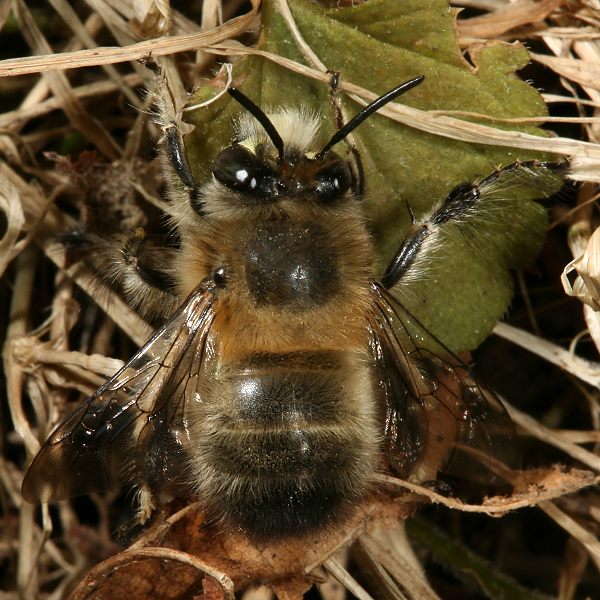 Anthophora plumipes, M sonnenbadend