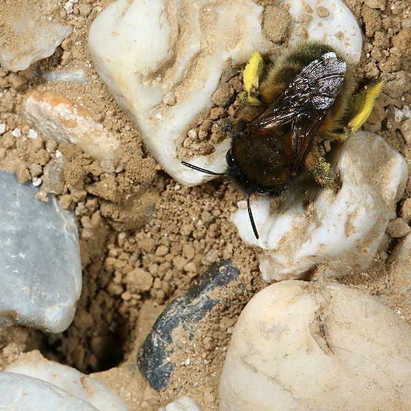 Anthophora plumipes, W vor Nesteingang