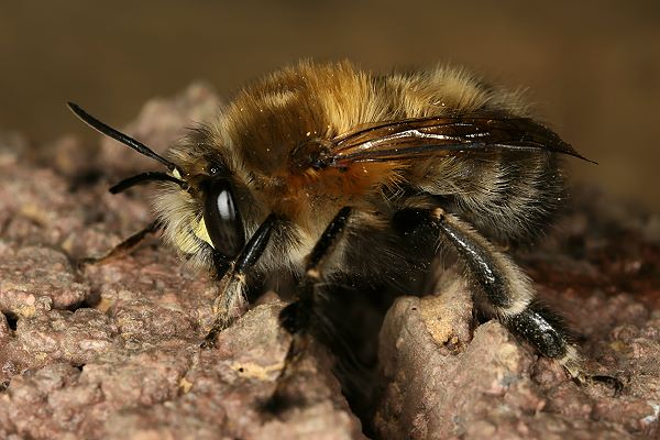 Anthophora plumipes, M auf Niststein