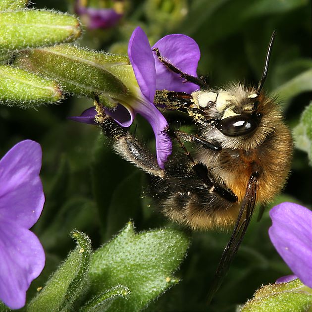 Anthophora plumipes, M