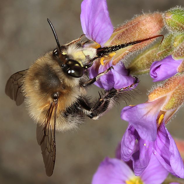 Anthophora plumipes, M