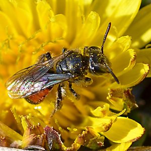 Andrena potentillae, W, an Potentilla verna (2)