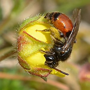 Andrena potentillae, W, an Potentilla verna (3)