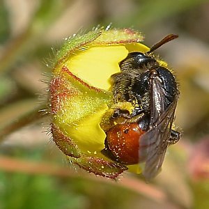 Andrena pilipes, W, an Potentilla verna (4)