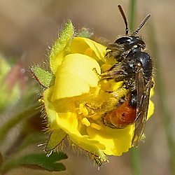 Fingerkraut-Sandbiene (Andrena potentillae), W, an Fingerkraut (1)
