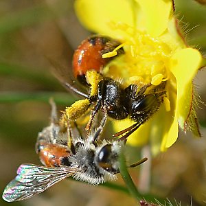 Andrena potentillae, MW: Paarungsversuch