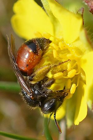 Andrena potentillae, W, an Potentilla verna (5)