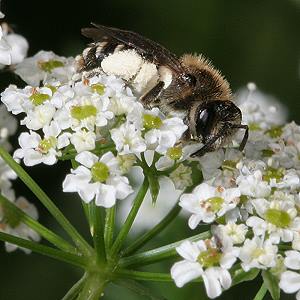 Andrena proxima, W Andrena proxima, W