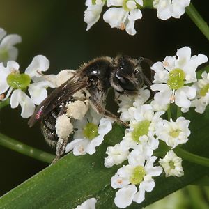 Andrena proxima, W Andrena proxima, W