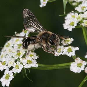 Andrena proxima, W Andrena proxima, W