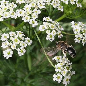 Andrena-proxima-W im Flug Andrena-proxima-W im Flug