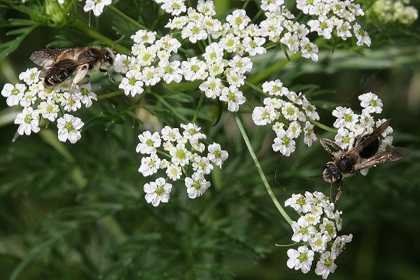 Andrena proxima, 2 W Andrena proxima, 2 W