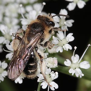 Andrena proxima, W, auf Giersch Andrena proxima, W, auf Giersch