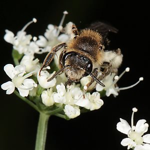 Andrena proxima, W, auf Giersch Andrena proxima, W, auf Giersch