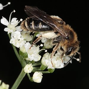 Andrena proxima, W, auf Giersch Andrena proxima, W, auf Giersch