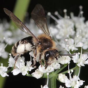 Andrena proxima, W, auf Giersch Andrena proxima, W, auf Giersch