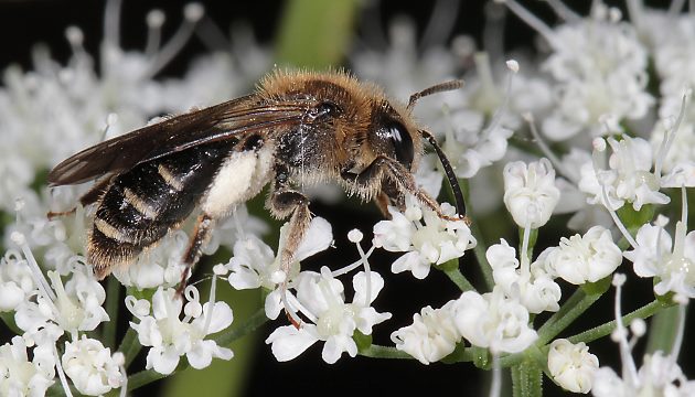 Andrena proxima, W, auf Giersch Andrena proxima, W, auf Giersch