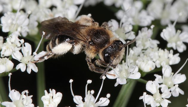Andrena proxima, W Andrena proxima, W