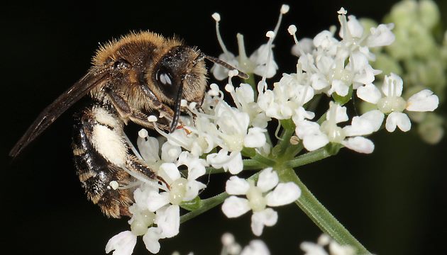 Andrena proxima, W Andrena proxima, W