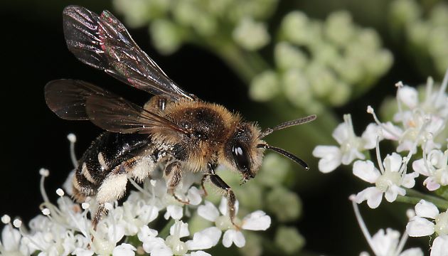 Andrena proxima, W Andrena proxima, W