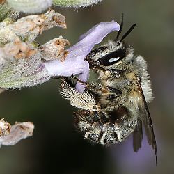 Anthophora plumipes, W - Kaisertstuhl, 04.8.2015 Anthophora pubescens, W - Kaiserstuhl, 04.8.2015