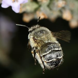 Anthophora pubescens, W