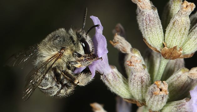 Anthophora pubescens, W