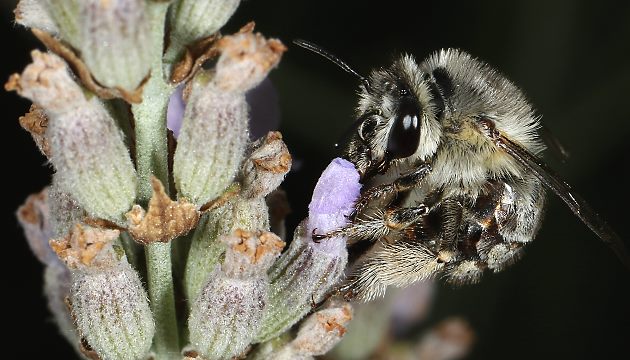 Anthophora plumipes, W an Lavendel