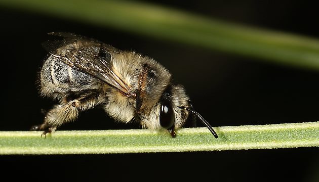 Anthophora pubescens, W