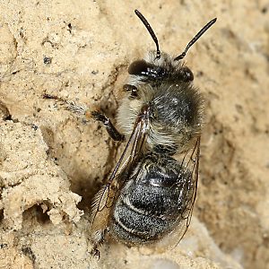 Anthophora pubescens, W