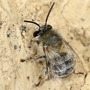 Anthophora pubescens, M