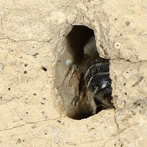 Anthophora pubescens, M