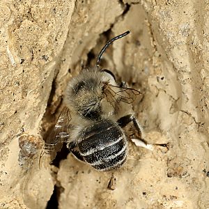 Anthophora pubescens, M