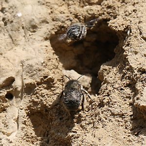 Anthophora pubescens, M