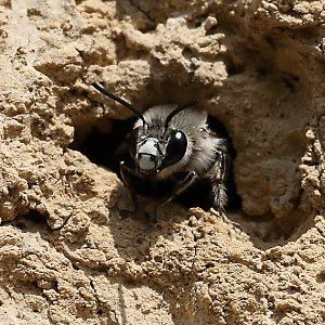 Anthophora pubescens, M
