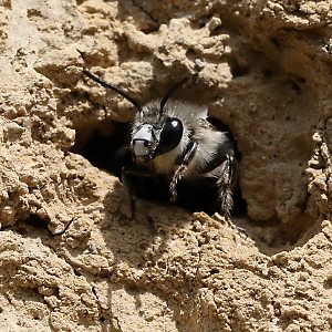 Anthophora pubescens, M