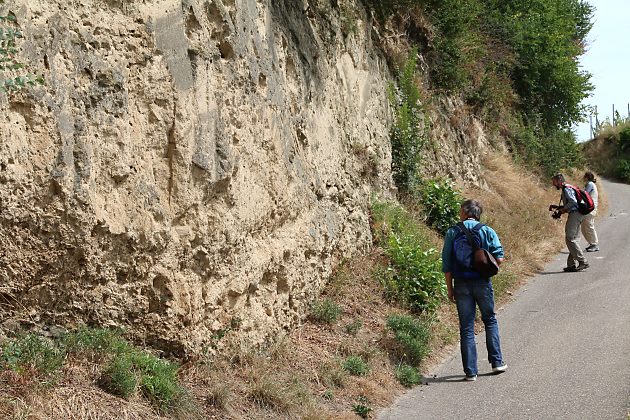 Anthophora-pubescens-Nistwand