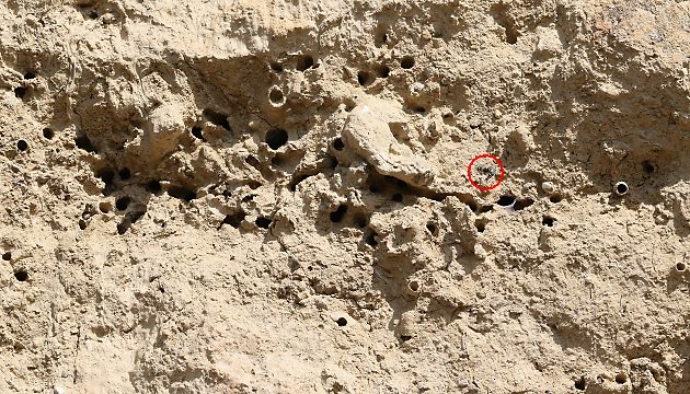 Nistwand mit fliegendem Anthophora-pubescens-M.