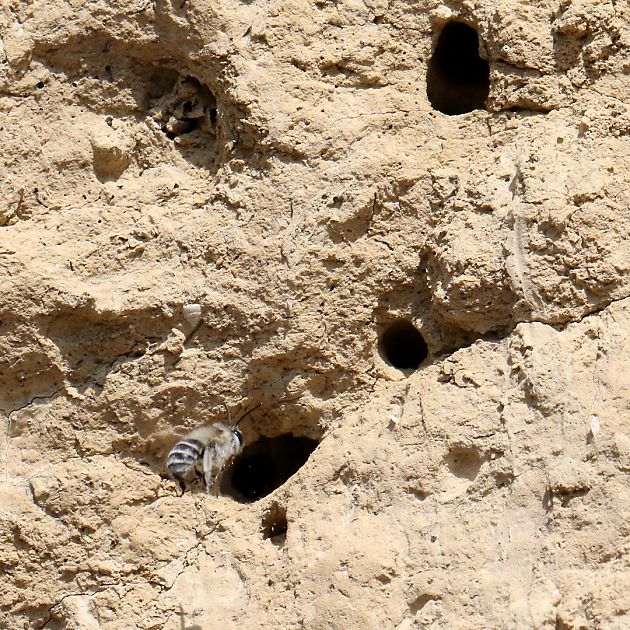 Anthophora pubescens, W vor Nesteingang