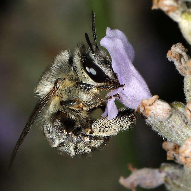 Anthophora pubescens, M an Lavendel