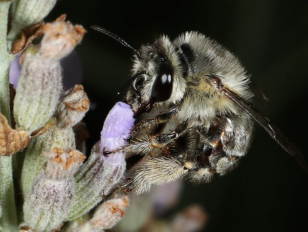 Anthophora pubescens, M an 