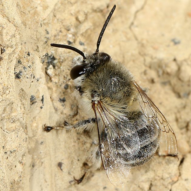 Anthophora pubescens, M an der Nistwand